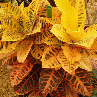 "Codiaeum fern plant - Click here to View more details about this Product